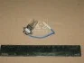 Лампа розжарювання 12v 100w Pk22s (вир-во Narva) NARVA 48351C1 (фото 2)