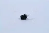 Лампа розжарювання BAX8,5d/2Black12V 1.2W BAX8,5d/2 black (вир-во Philips) PHILIPS 12598CP (фото 4)